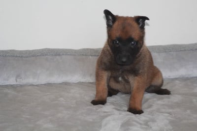 Les chiots de Berger Belge