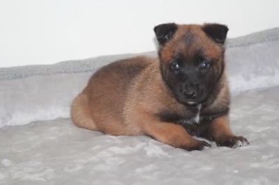 Les chiots de Berger Belge