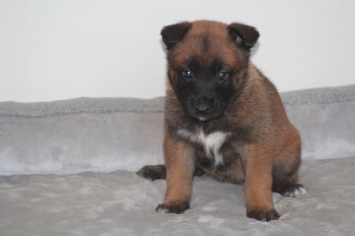 Les chiots de Berger Belge