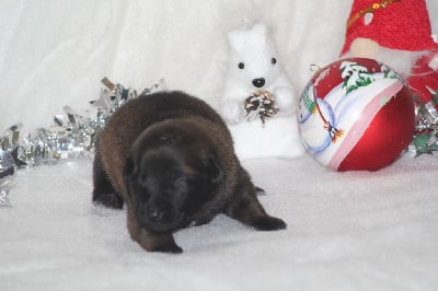 Les chiots de Berger Belge