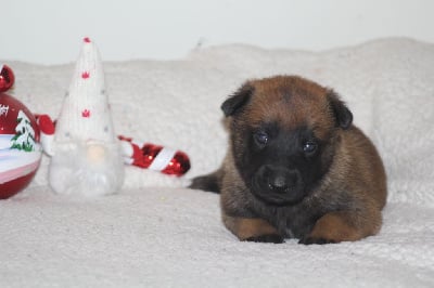 Les chiots de Berger Belge