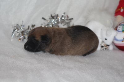 Les chiots de Berger Belge