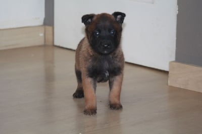 Les chiots de Berger Belge