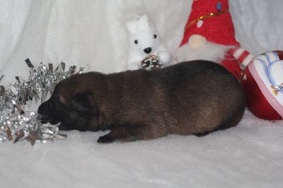 Les chiots de Berger Belge