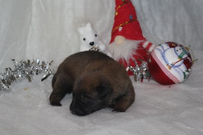 Les chiots de Berger Belge