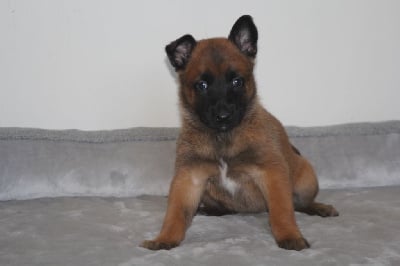 Les chiots de Berger Belge