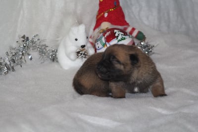 Les chiots de Berger Belge