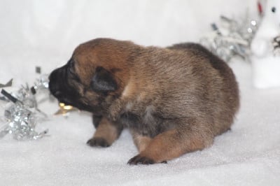 Les chiots de Berger Belge