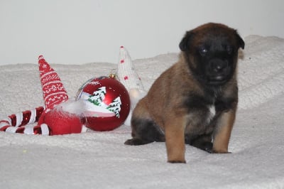 Les chiots de Berger Belge