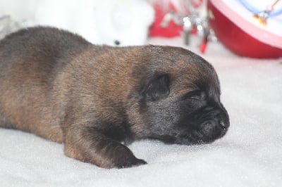 Les chiots de Berger Belge