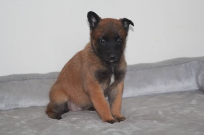 Les chiots de Berger Belge