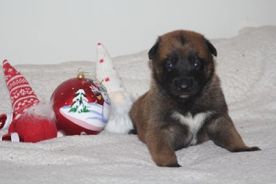 Les chiots de Berger Belge