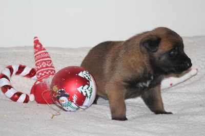 Les chiots de Berger Belge