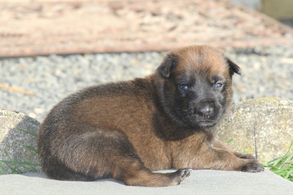 Berger Belge - Des Terres D'Arès
