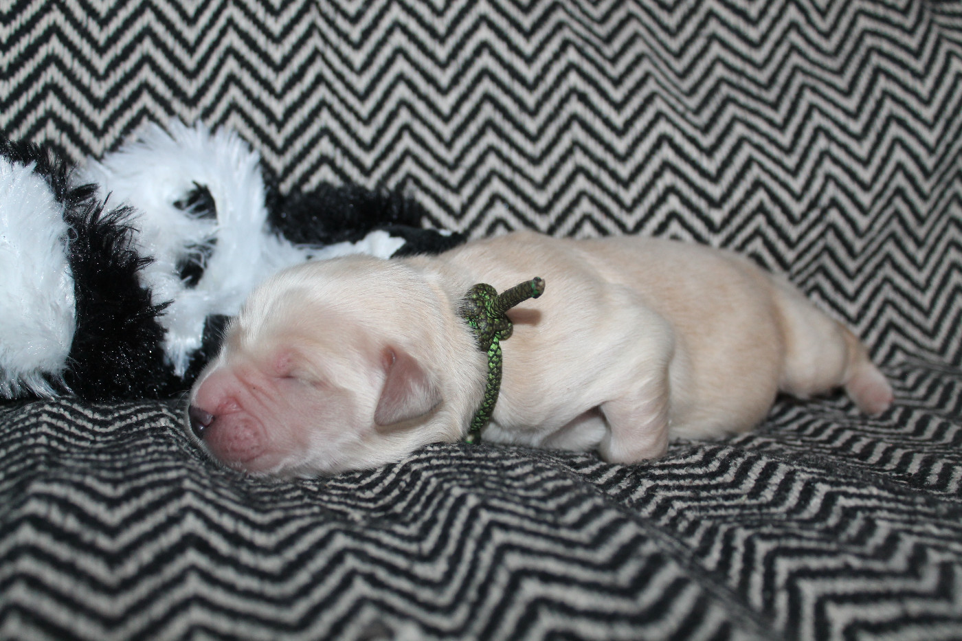 Collier vert serpent