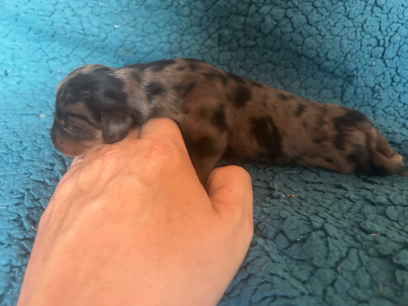 Chiot M1