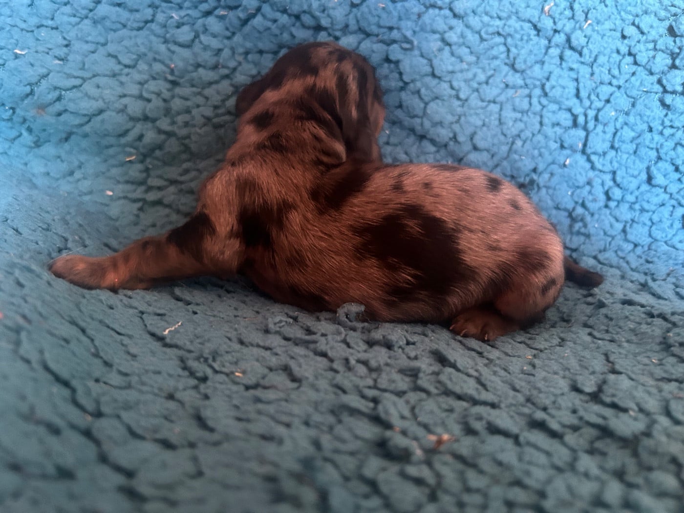 Chiot M1