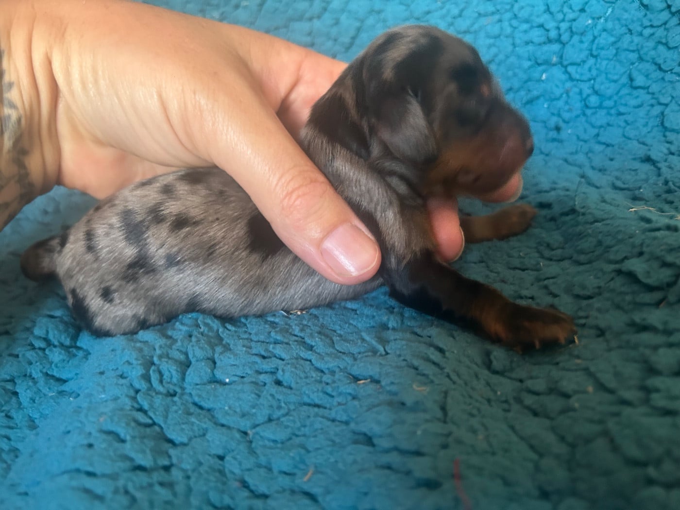 Chiot M1