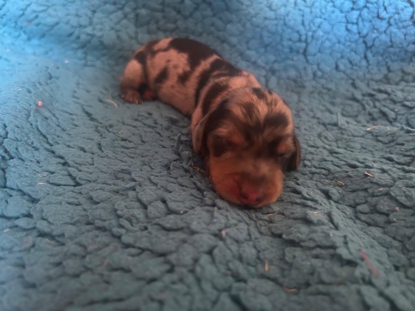 Chiot M2