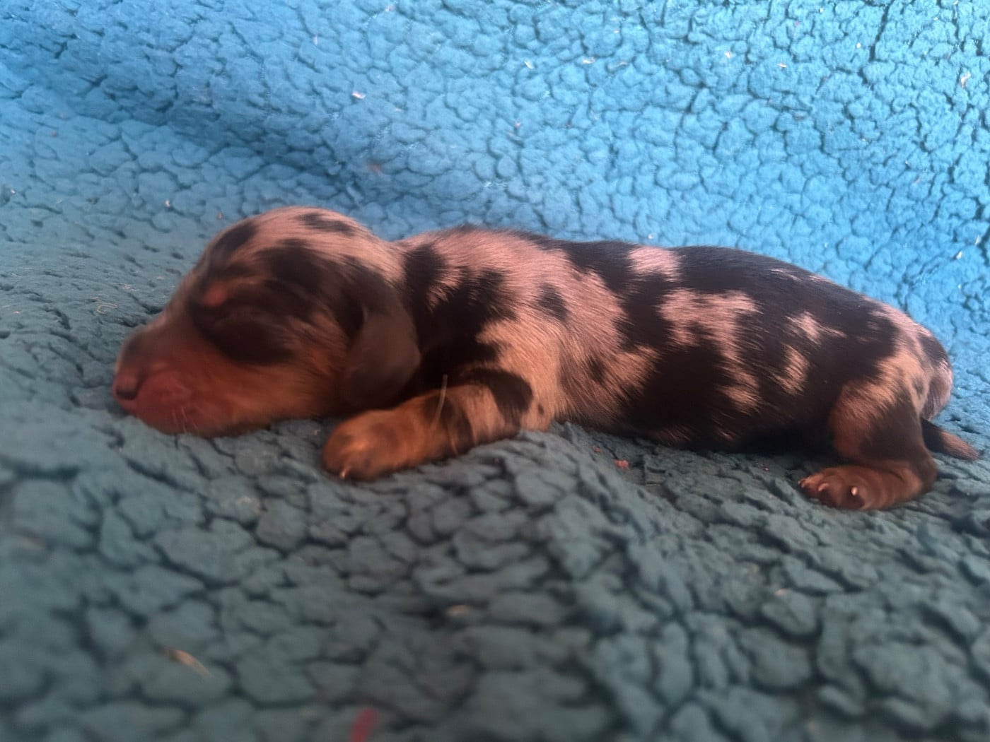 Chiot M2