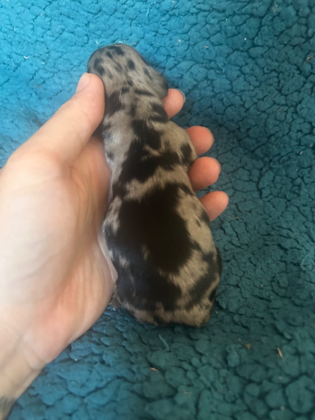Chiot M2