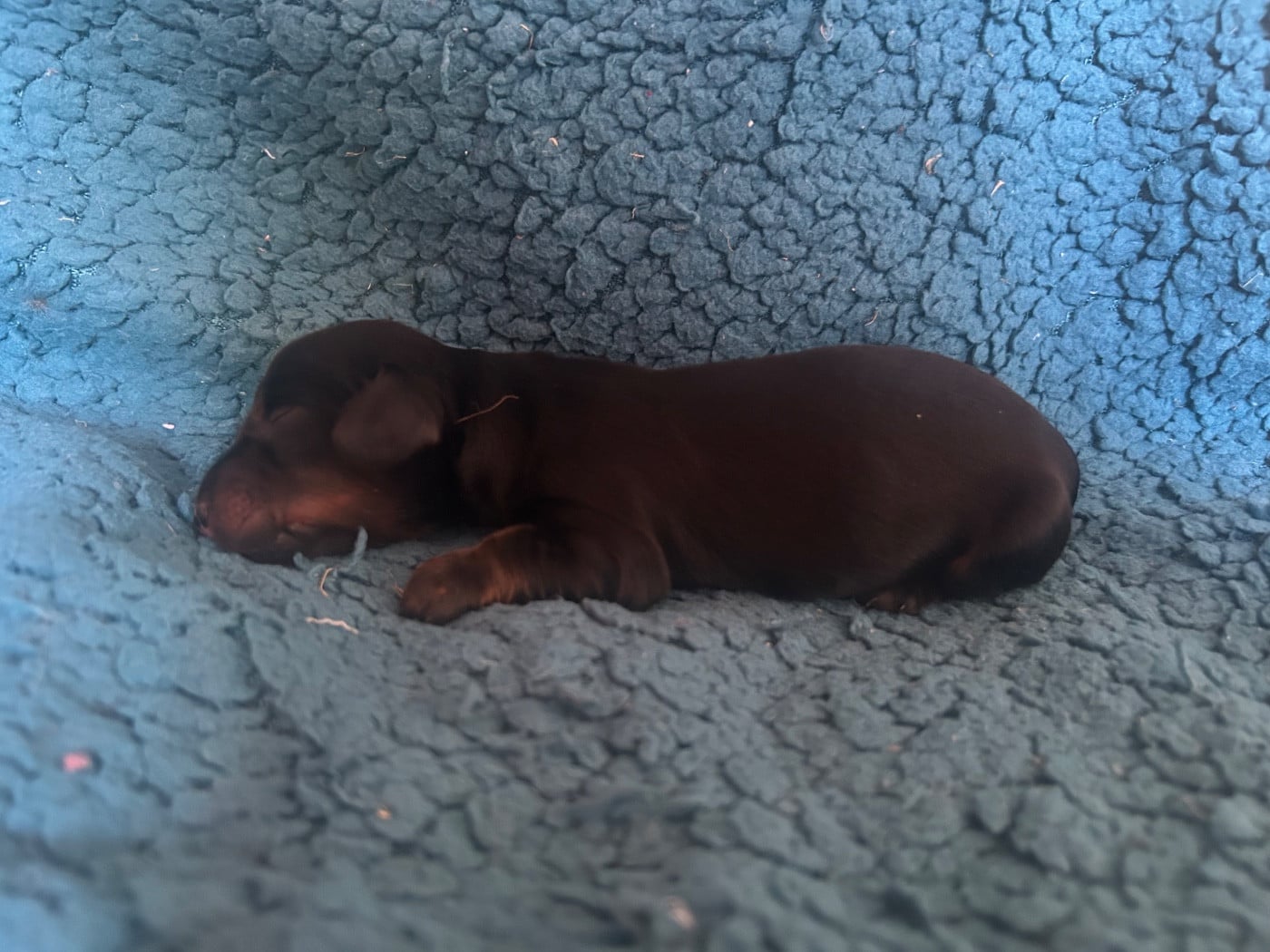 Chiot N°3