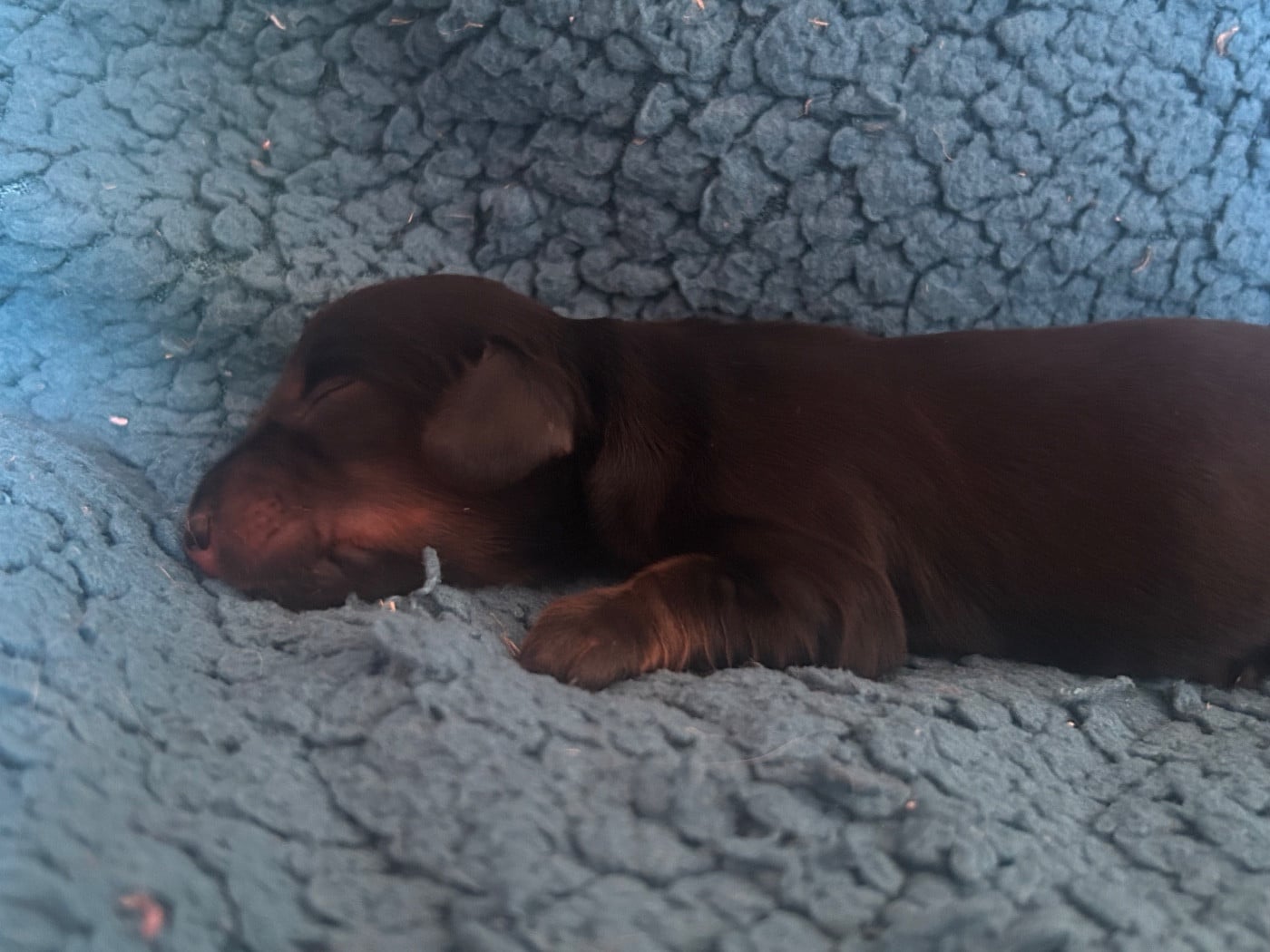 Chiot N°3