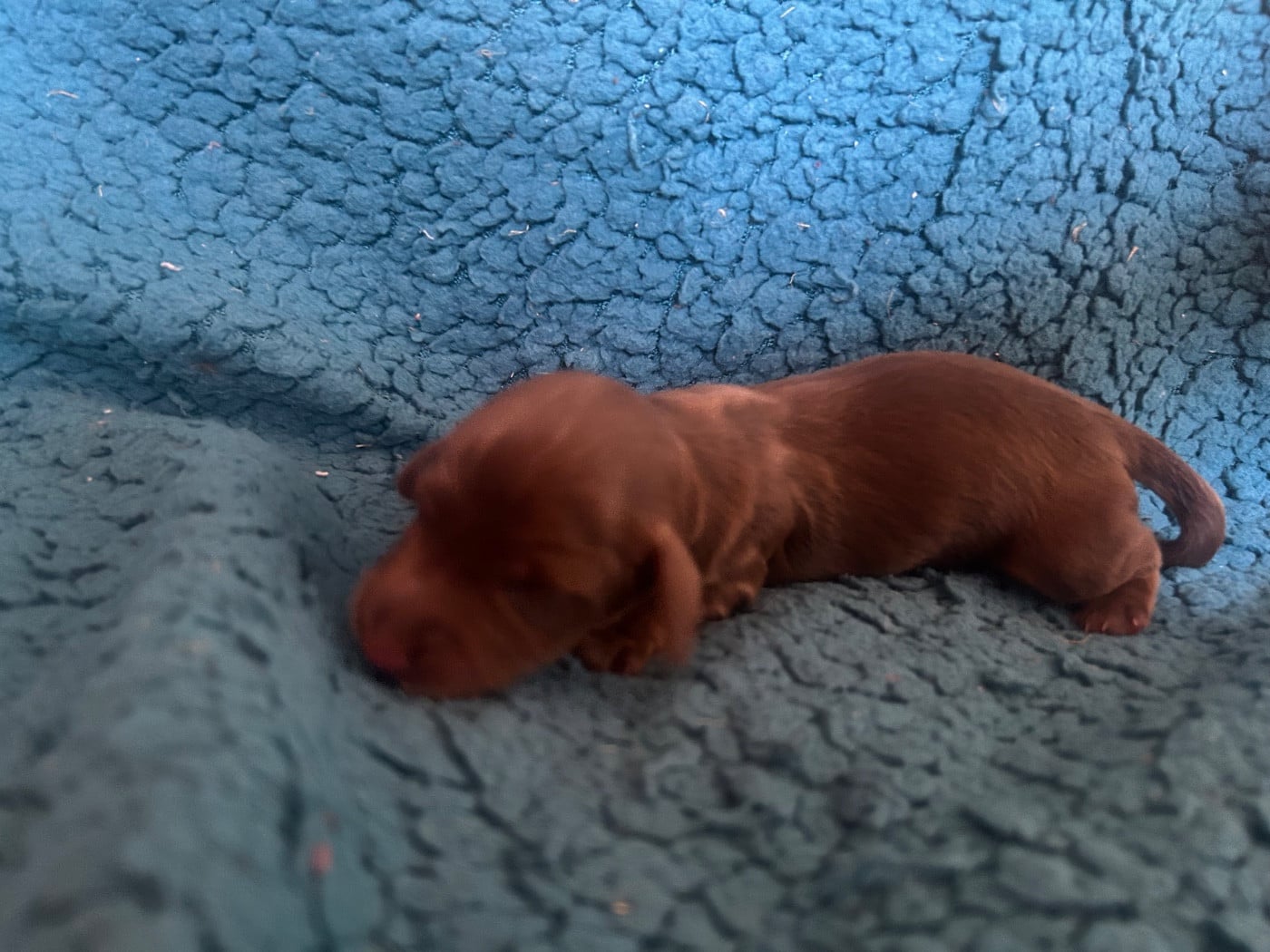 Chiot N°4