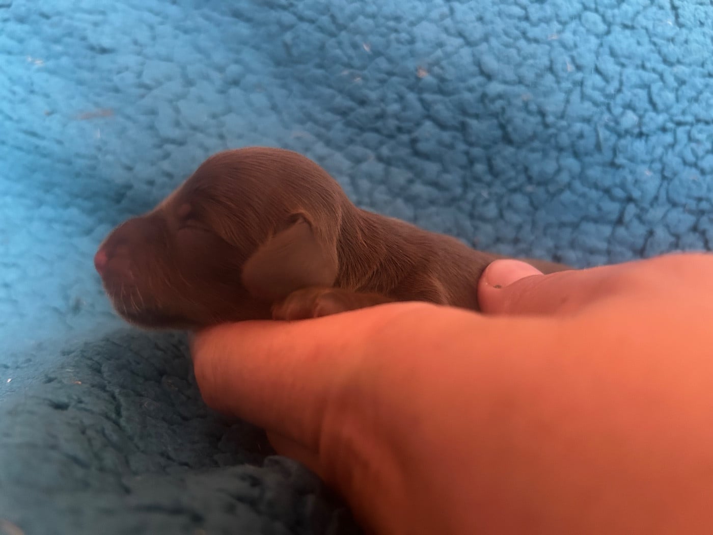 Chiot N°4