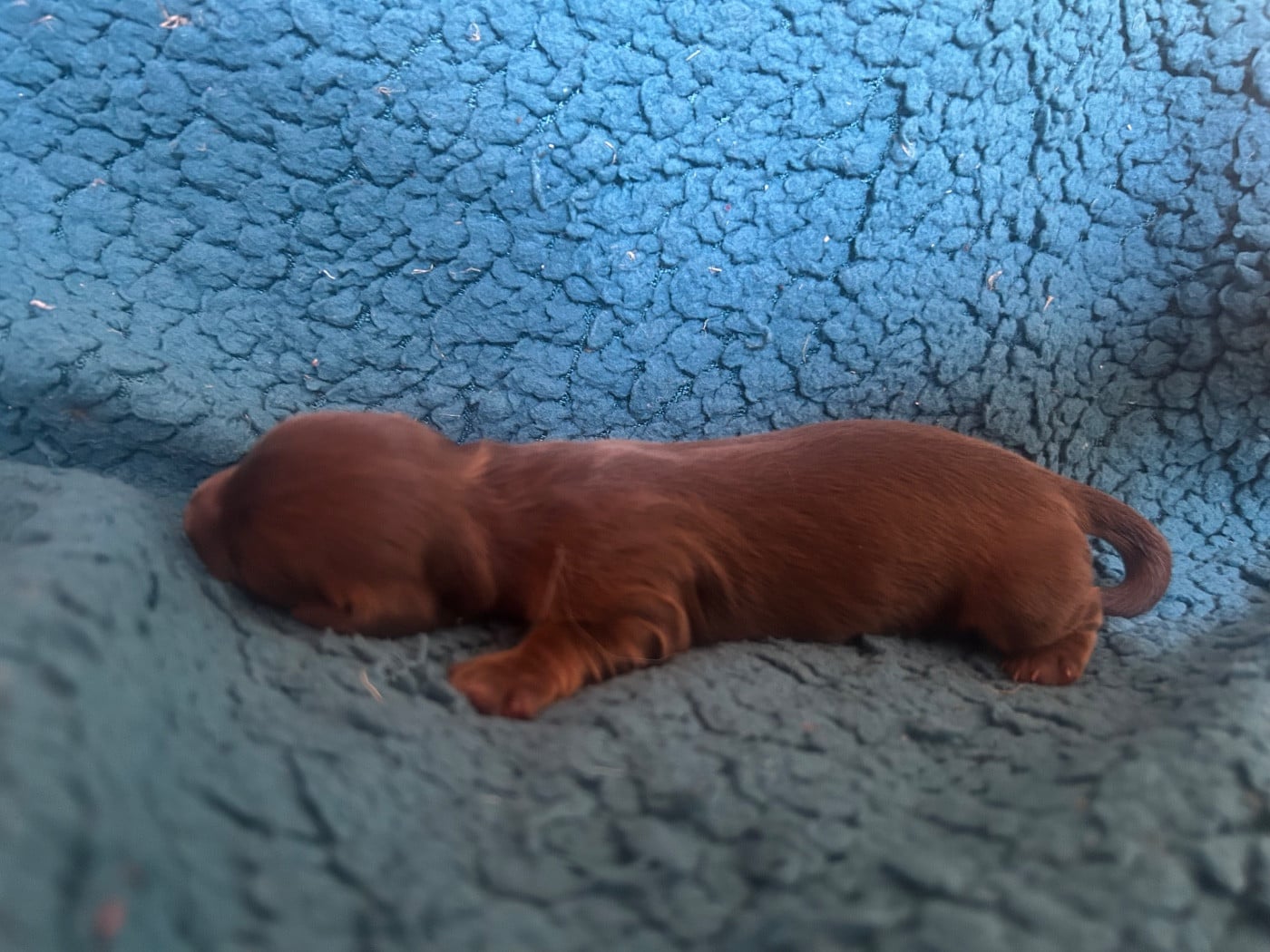 Chiot N°4