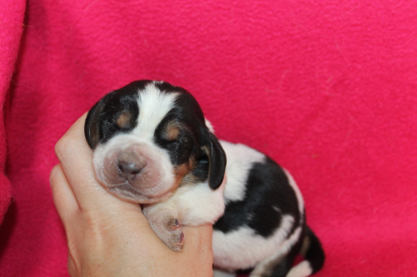 Mâle collier bleu/noir - Basset Hound