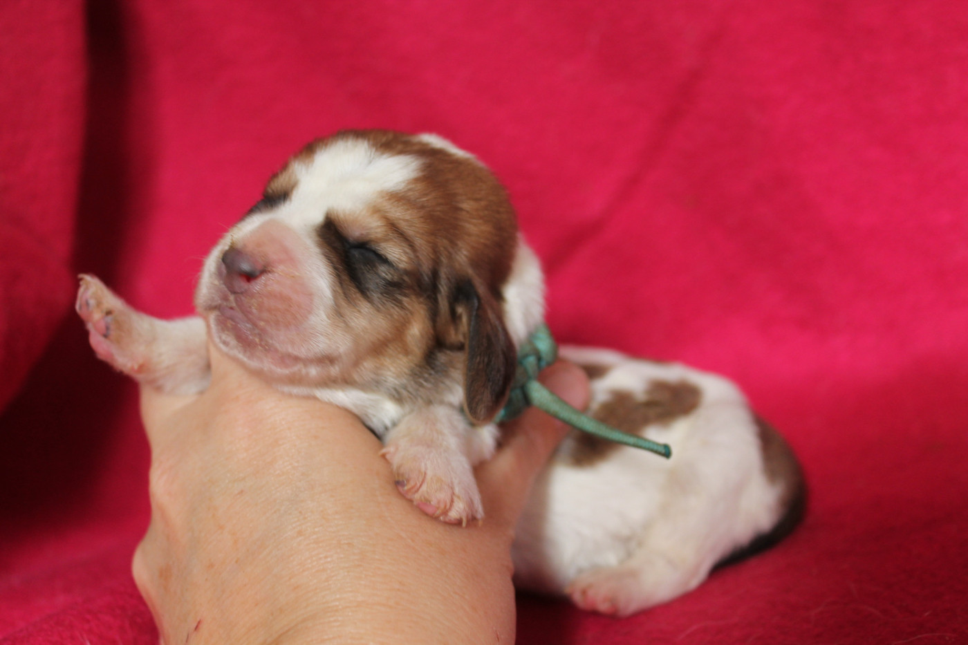 Mâle collier bleu - Basset Hound