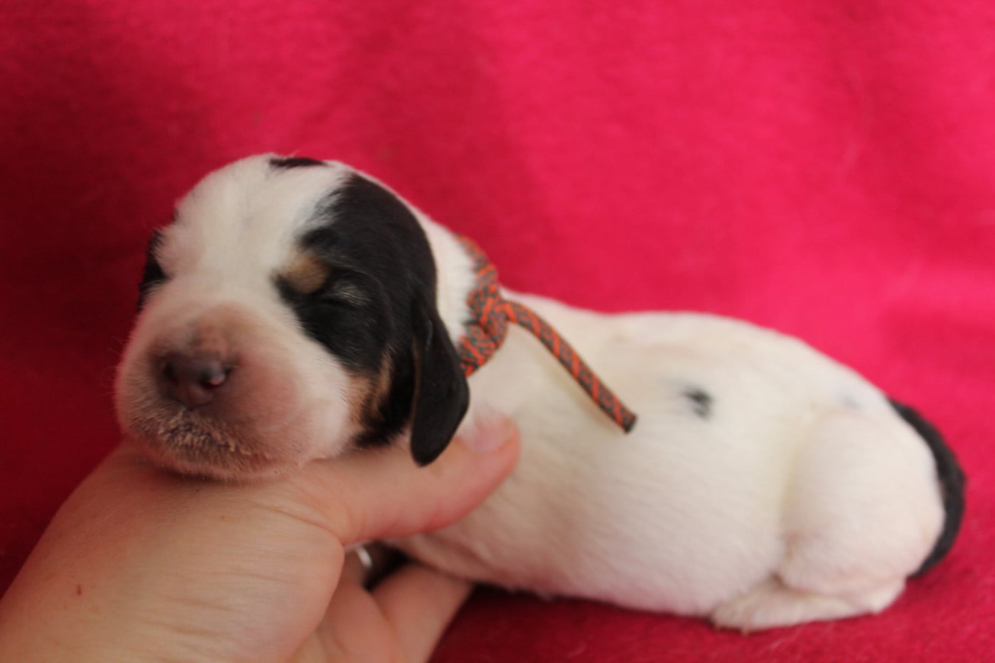 Femelle collier orange /bleu - Basset Hound