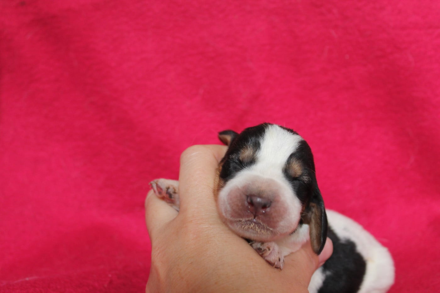 Femelle collier arc en ciel - Basset Hound