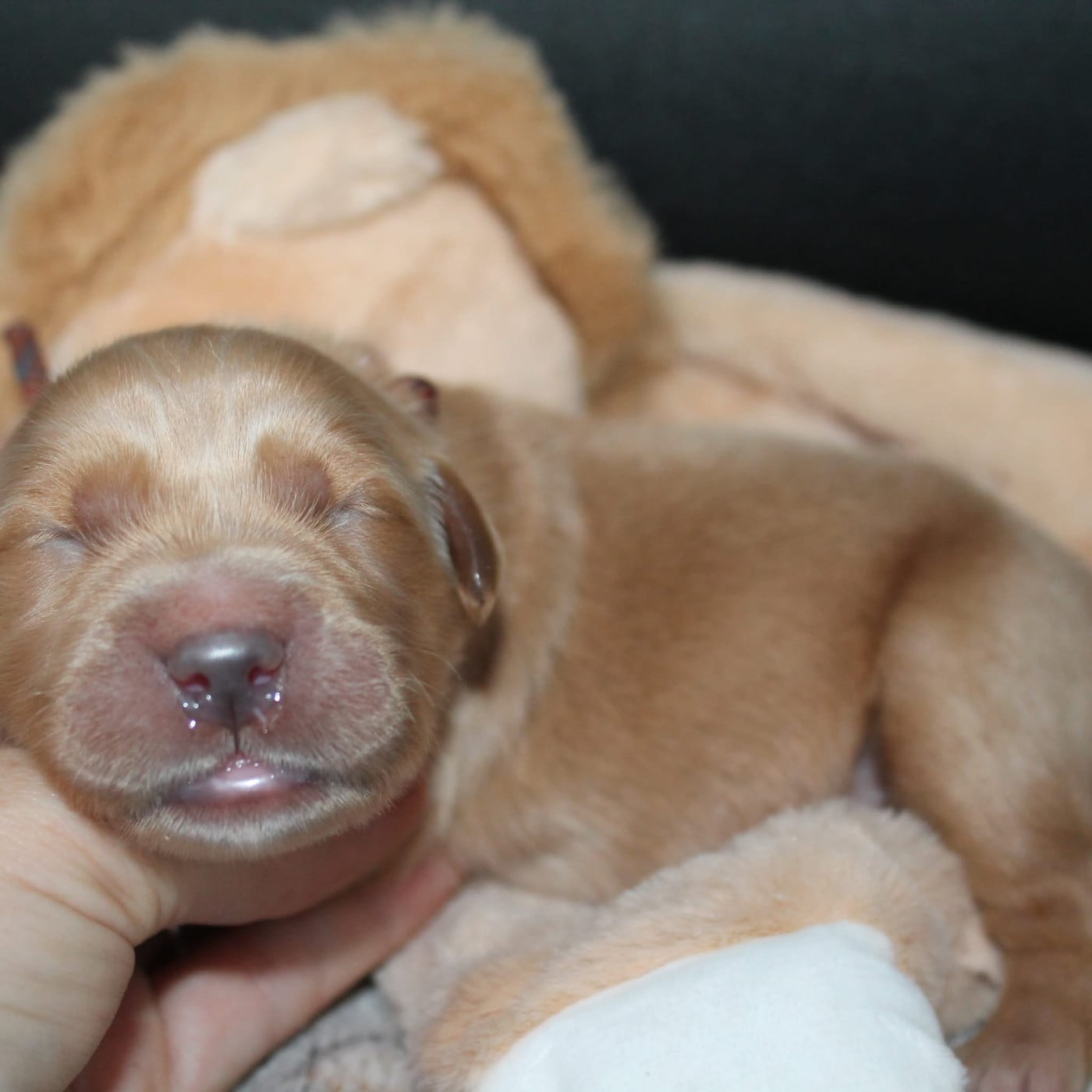 Mâle collier USA - Golden Retriever