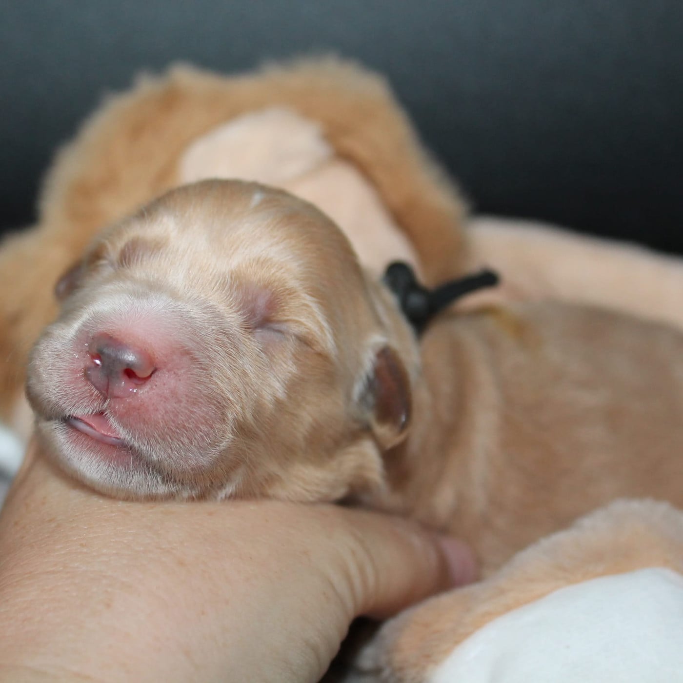 Femelle collier noir - Golden Retriever