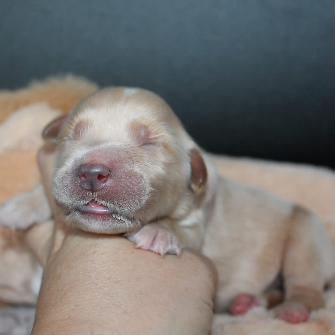 Femelle sans collier - Golden Retriever
