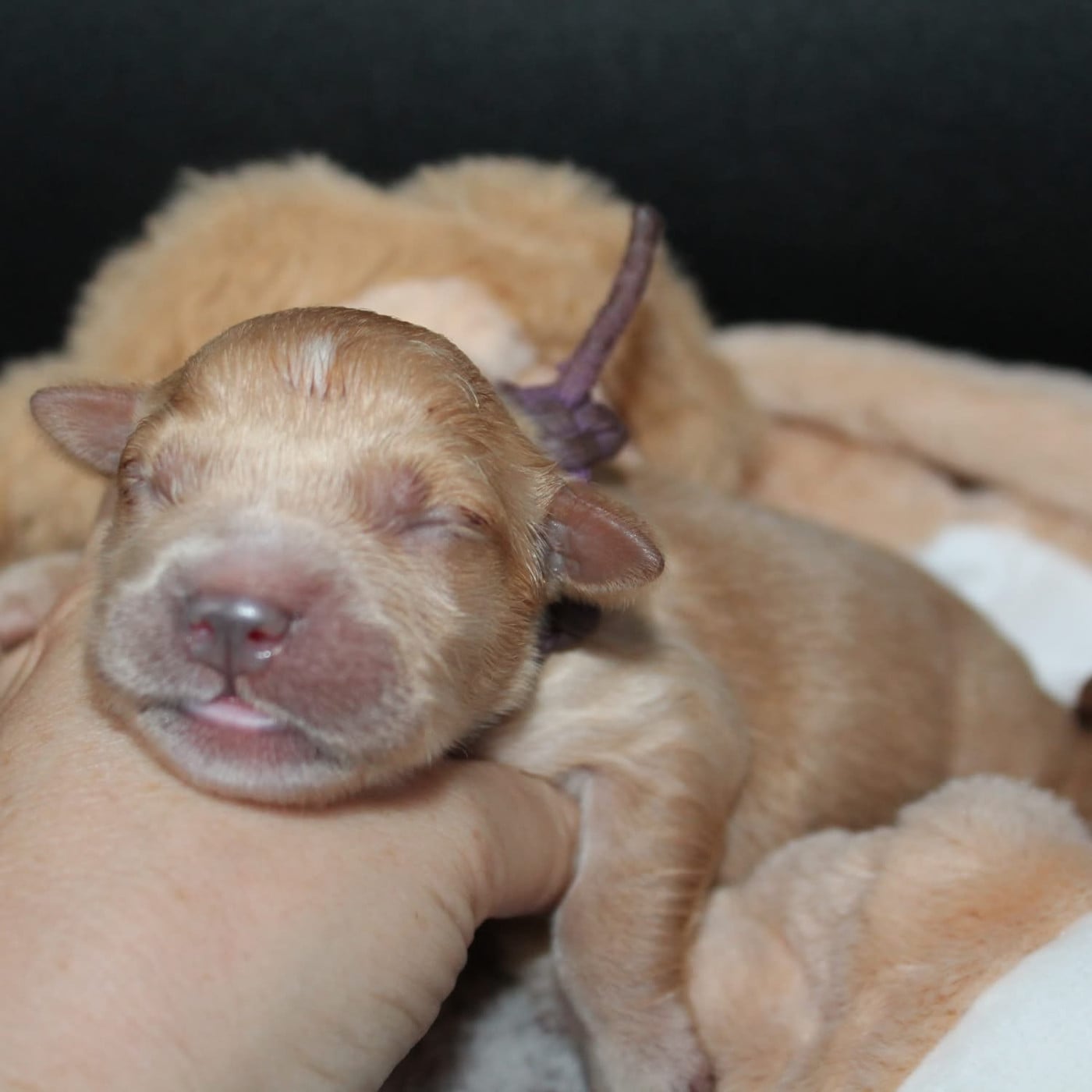 Femelle collier violet - Golden Retriever