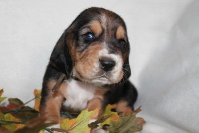 Les chiots de Basset Hound