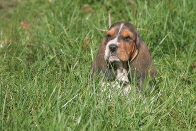 Les chiots de Basset Hound