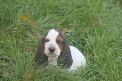 Les chiots de Basset Hound