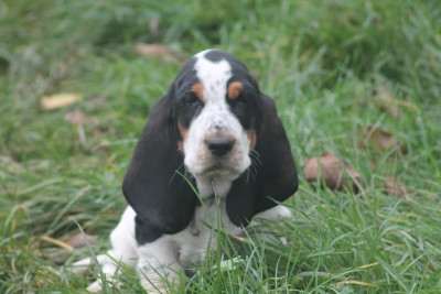 Les chiots de Basset Hound