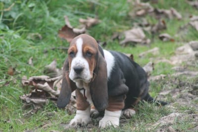 Les chiots de Basset Hound
