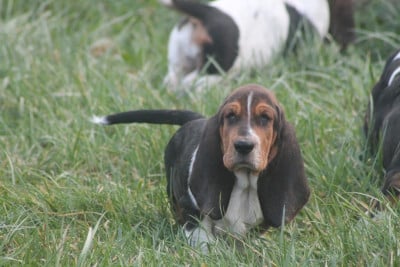 Les chiots de Basset Hound