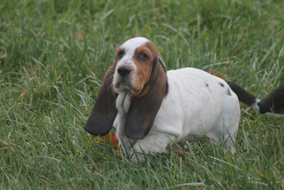 Les chiots de Basset Hound
