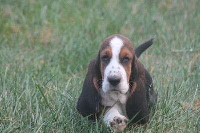 Les chiots de Basset Hound
