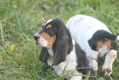 Les chiots de Basset Hound