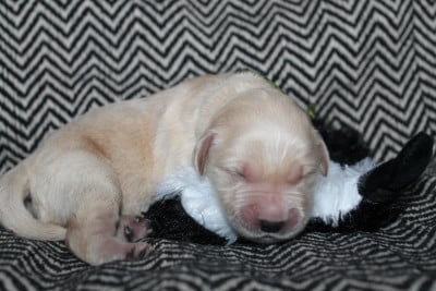 Les chiots de Golden Retriever