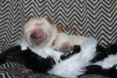 Les chiots de Golden Retriever