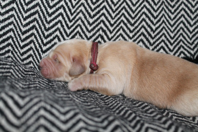 Les chiots de Golden Retriever